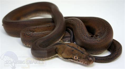 Image result for Golden Child Retic Python