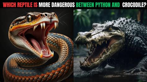 Image result for Python vs Croccodile