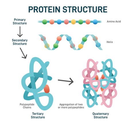 Image result for Protein Sequence Example