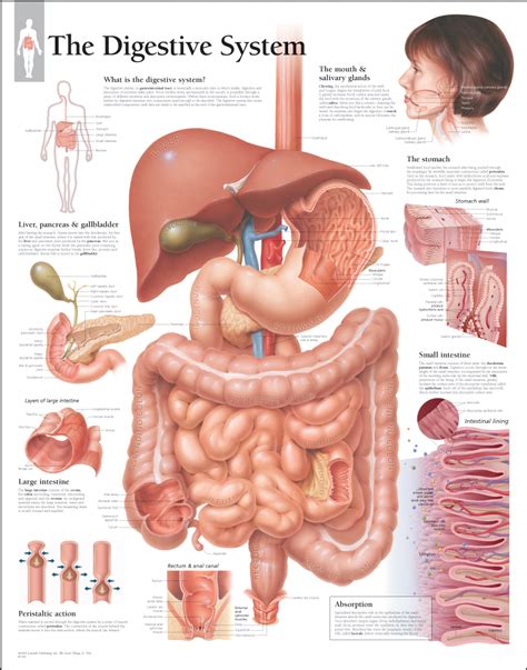 Image result for Our Digestive System
