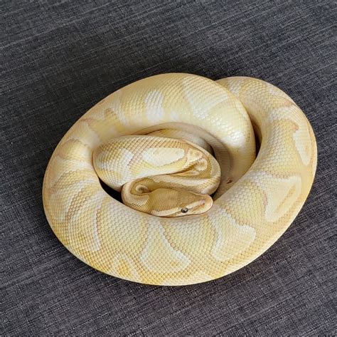 تصویر کا نتیجہ برائے Adult Banana Lesser Ball Python