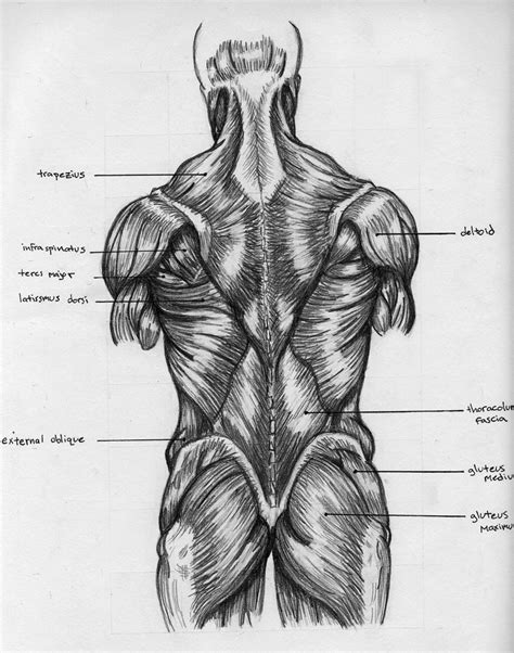 Image result for Back Profile Muscle Reference