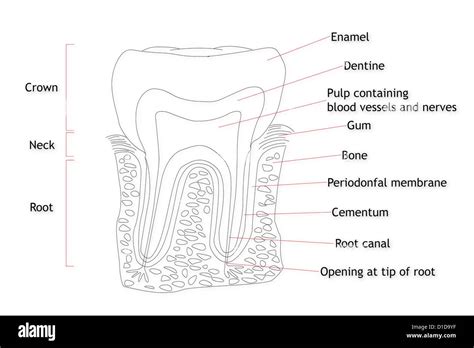 Image result for Python Tooth Structure