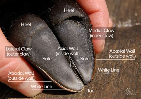 Image result for Split Hoof Animals