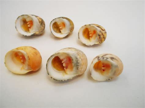 Bleeding Tooth Shell に対する画像結果