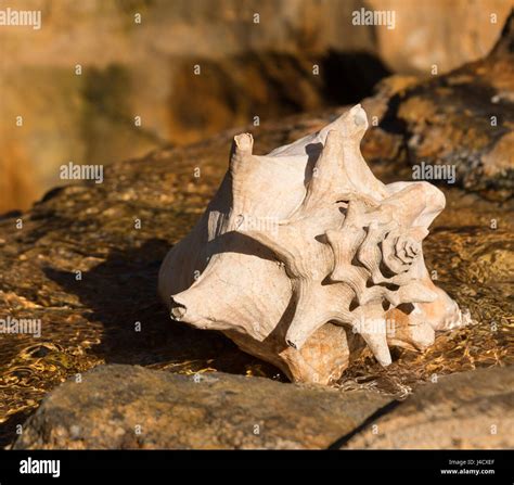 Bahamas Conch Shell Drawing に対する画像結果