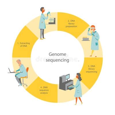 Image result for Capture Sequencing Workflow