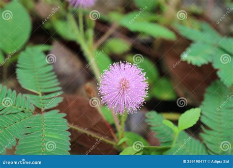 Image result for Mimosa Pudica Royalty Free Images