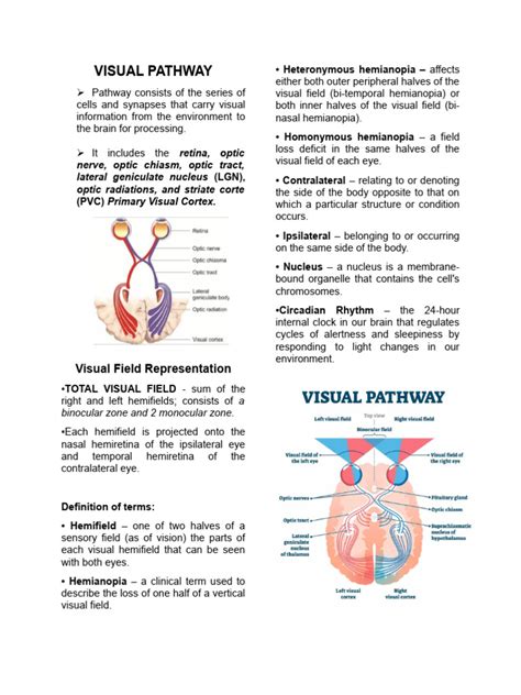 Visual Processing Pathway に対する画像結果