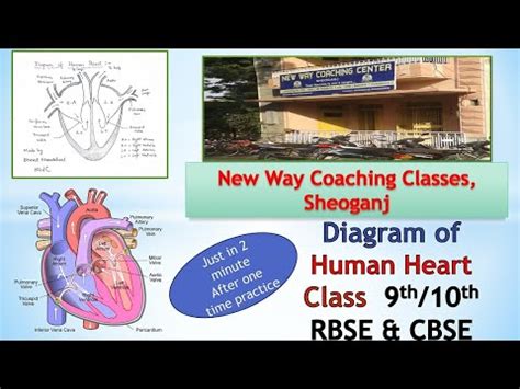 Image result for Life Process Humann Heart Diagram Based Questions