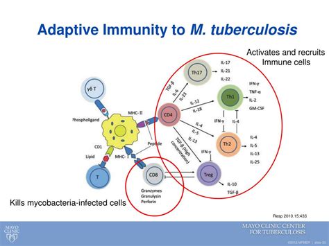 M. Tuberculosis Pathogenesis に対する画像結果
