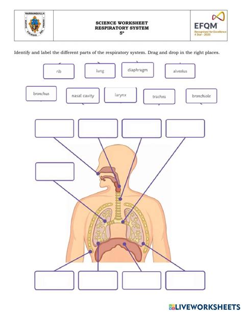 Afbeeldingsresultaten voor Respiratory System Notes PDF