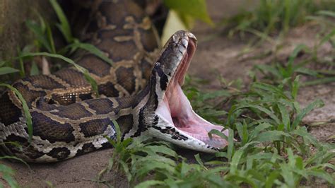 Toradh íomhá ar Burmese Python Destroying the Food Chain
