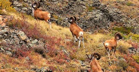 Afbeeldingsresultaten voor Giant Sheep