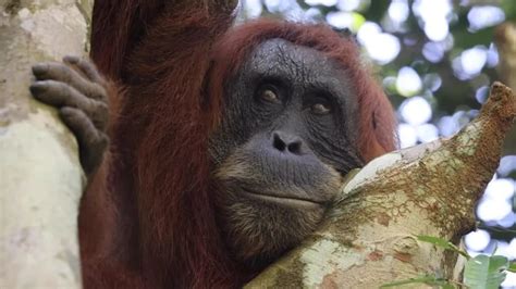 Image result for Almost Extinct Sea Animals