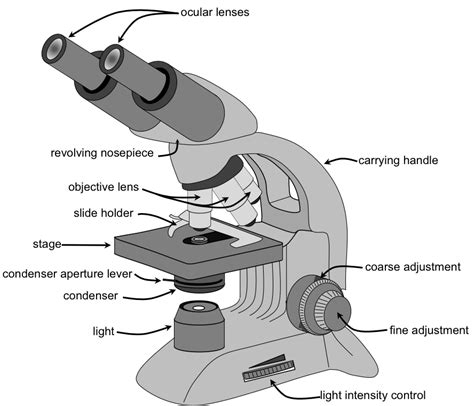 Image result for Objective Lenses Drawing Microscope