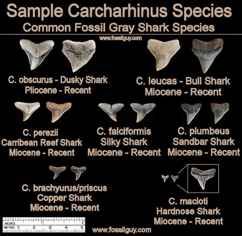 Types of Shark Teeth に対する画像結果