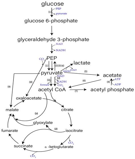 Image result for Pyruvate Lab