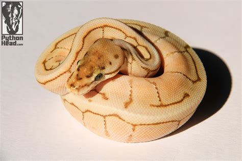 Image result for Python Head Turnaround