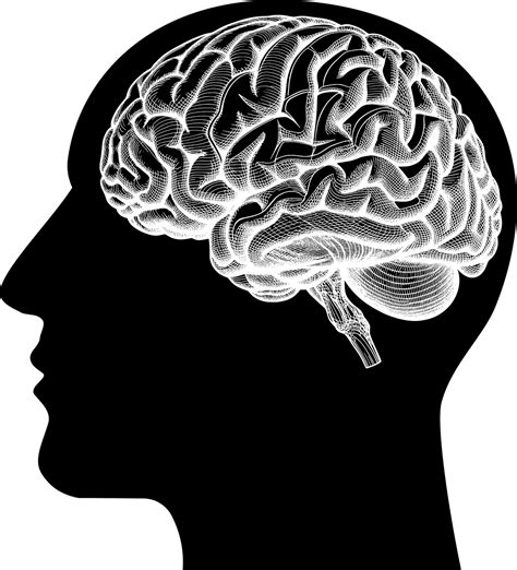 Brain Vector Drawing PNG に対する画像結果