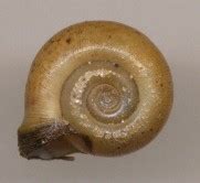 Planorbidae に対する画像結果