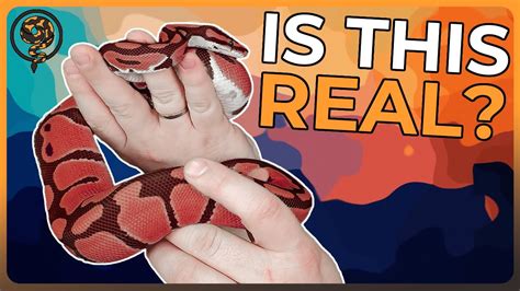 Image result for Red Marble Ball Python