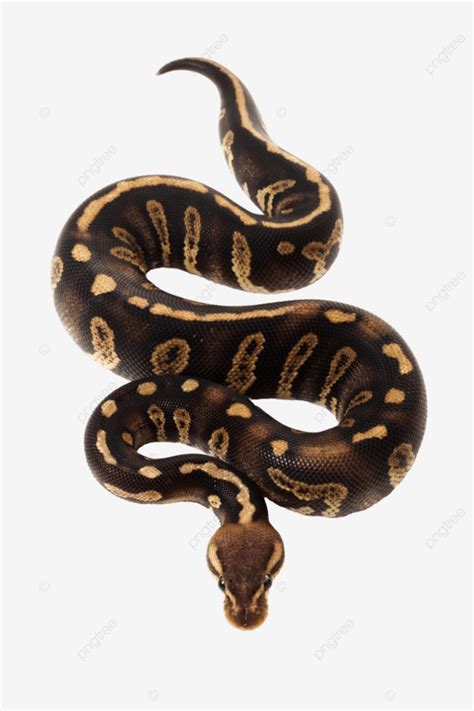 Toradh íomhá ar Pandas Library Python Clip Art