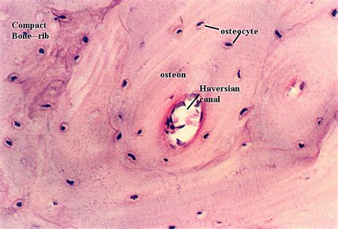 COMPACT BONE HISTOLOGY | Microanatomy Web Atlas | Gwen V. Childs, Ph.D.