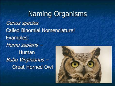 Image result for Human with Monkey Tail