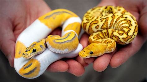 Toradh íomhá ar Python Is so Cool