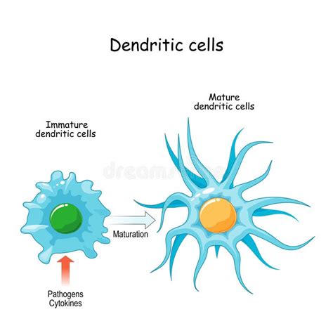 Dendritic Cells in Microscope에 대한 이미지 결과