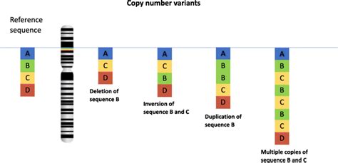 Image result for Copy-Number Variation