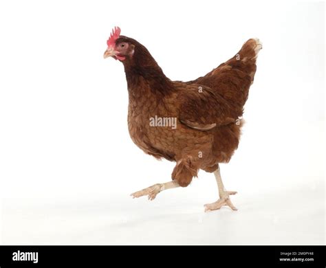 Résultat d’images pour Chicken Running Fast