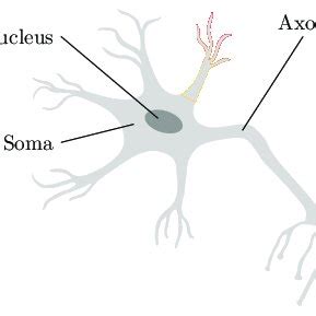Image result for Biological Neuron Model