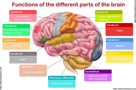Image result for Brain Function