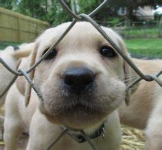 Image result for Compassion Fatigue Humor