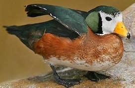 Image result for Puget Sound Waterfowl