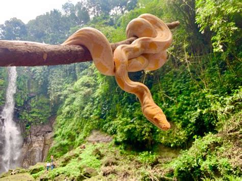 Image result for Burmese Python On Tree