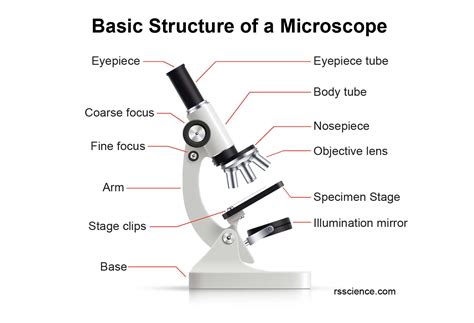 Image result for Labeled Diagram of a Compound Microscope