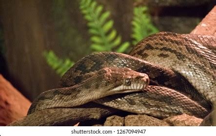 Image result for Hypo Scrub Python