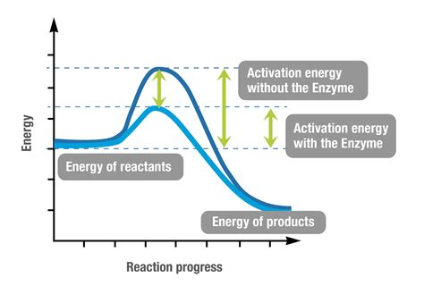 Image result for Enzyme Substrate Concentration Graph