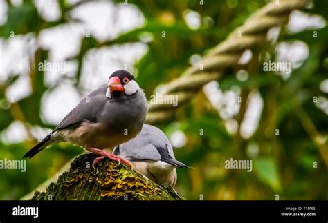 Afbeeldingsresultaten voor Java Sparrow Tree