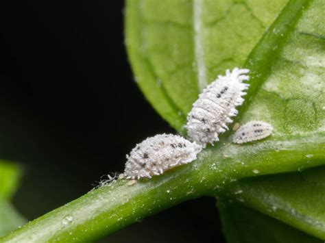 Toradh íomhá ar Scale Insect Lemon Tree