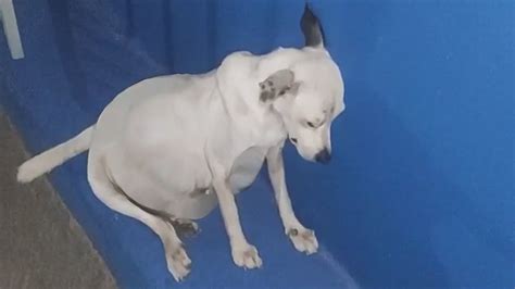 Image result for Dog Belly Exploding