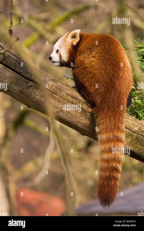 Lesser Panda に対する画像結果