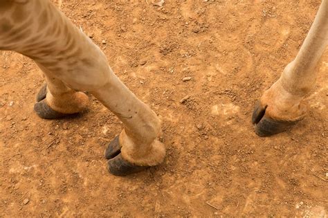 Image result for Split Hoof Animals