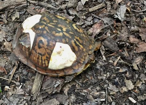 Image result for Box Turtle Shell Damage ROM Fungi