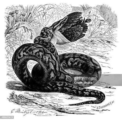 Image result for Skeleton of Python De Seba