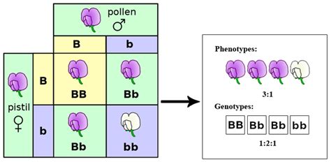 Image result for Genotype Phenotype and Pattern