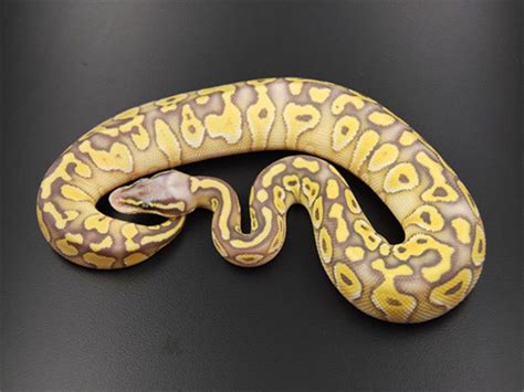 Image result for Ball Python Lesser Pastel Disco